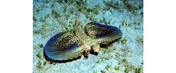 Image result for Dactylopterus volitans