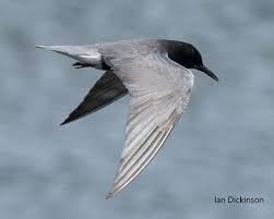 Attēlu rezultāti vaicājumam “Chlidonias niger eggs”