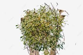 Attēlu rezultāti vaicājumam “Viscum album leaf”