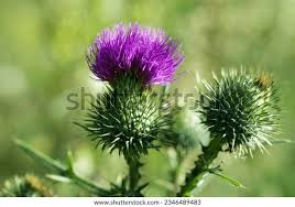 Attēlu rezultāti vaicājumam “Cirsium x rigens flower”
