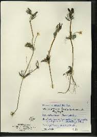 Attēlu rezultāti vaicājumam “Batrachium circinatum leaf”