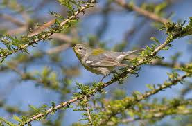 Image result for Parula americana