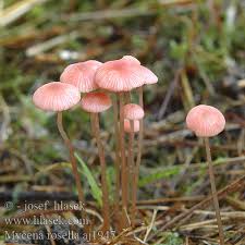 Attēlu rezultāti vaicājumam “Mycena rosella”