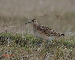 Image result for Numenius minutus