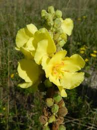 Image result for Verbascum phlomoides