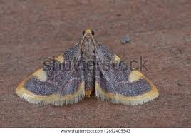 Attēlu rezultāti vaicājumam “Hypsopygia glaucinalis”