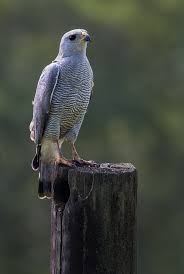 Attēlu rezultāti vaicājumam “Buteo buteo adult”