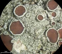 Attēlu rezultāti vaicājumam “Lecanora chlarotera”