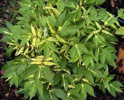 Attēlu rezultāti vaicājumam “Filipendula ulmaria  leaf”