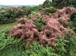 Attēlu rezultāti vaicājumam “Cuscuta epithymum subsp. trifolii flower”