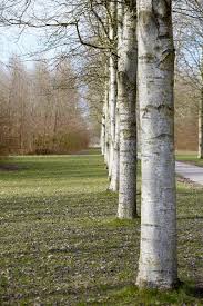 Attēlu rezultāti vaicājumam “Populus x canescens”