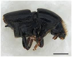 Attēlu rezultāti vaicājumam “Mycosphaerella ulmi”