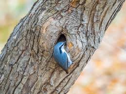 Attēlu rezultāti vaicājumam “Sitta europaea nest”