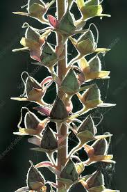 Attēlu rezultāti vaicājumam “Digitalis purpurea fruit”