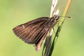 Attēlu rezultāti vaicājumam “Heteropterus morpheus underside”