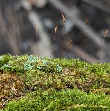 Attēlu rezultāti vaicājumam “Dicranales”