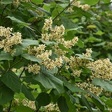 Attēlu rezultāti vaicājumam “Catalpa ovata flower”