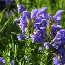 Attēlu rezultāti vaicājumam “Dracocephalum ruyschiana fruit”