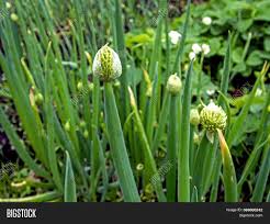 Attēlu rezultāti vaicājumam “Allium cepa bud”