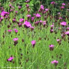 Image result for Dianthus carthusianorum