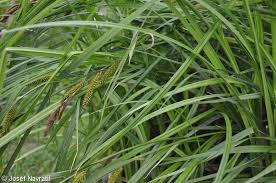 Attēlu rezultāti vaicājumam “Carex riparia”