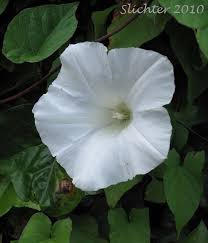 Attēlu rezultāti vaicājumam “Calystegia inflata leaf”