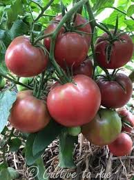 Afbeeldingsresultaat voor 1884 purple tomato