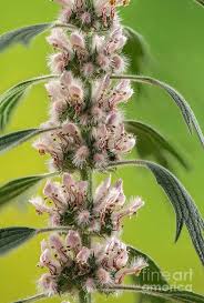 Image result for Leonurus cardiaca