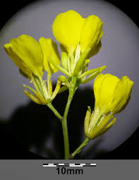 Attēlu rezultāti vaicājumam “Sinapis arvensis flower”