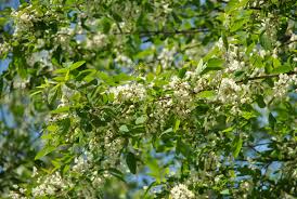 Attēlu rezultāti vaicājumam “Robinia”