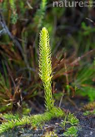 Attēlu rezultāti vaicājumam “Lycopodiella inundata”