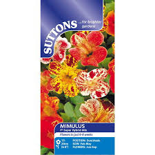 Image result for Mimulus x hybrida