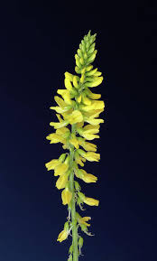 Attēlu rezultāti vaicājumam “Melilotus officinalis”