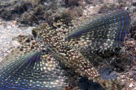 Image result for Dactylopterus volitans