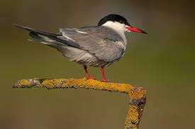 Attēlu rezultāti vaicājumam “Sterna hirundo”