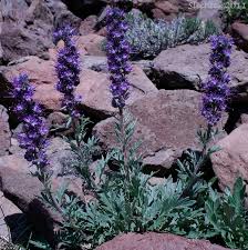 Attēlu rezultāti vaicājumam “Trichia alpina sessile”