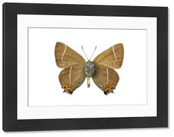 Attēlu rezultāti vaicājumam “Satyrium w-album”