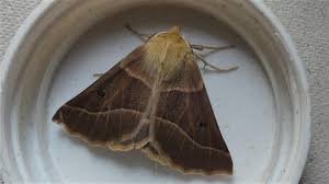 Attēlu rezultāti vaicājumam “Crocallis elinguaria larva”