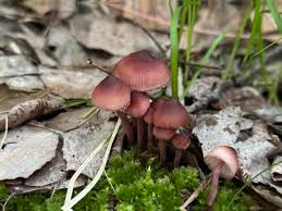 Attēlu rezultāti vaicājumam “Mycena haematopus”