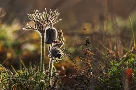 Attēlu rezultāti vaicājumam “Pulsatilla pratensis flower”