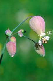 Attēlu rezultāti vaicājumam “Silene vulgaris bud”