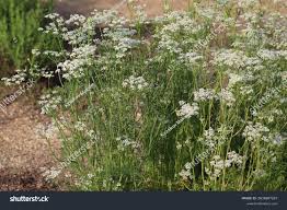 Attēlu rezultāti vaicājumam “Carum carvi flower”