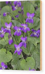 Attēlu rezultāti vaicājumam “Viola riviniana”