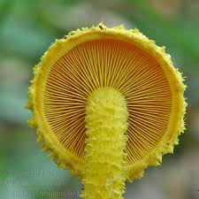 Attēlu rezultāti vaicājumam “Pholiota flammans”