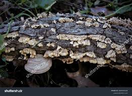 Attēlu rezultāti vaicājumam “Xylobolus frustulatus”