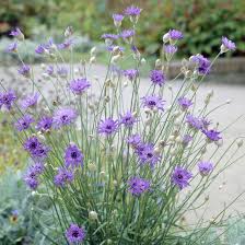 Image result for Scheinmohn blau