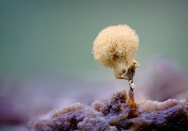 Attēlu rezultāti vaicājumam “Hemitrichia calyculata stalked”