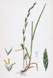 Attēlu rezultāti vaicājumam “Festuca pratensis”