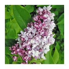 Attēlu rezultāti vaicājumam “Syringa vulgaris fruit”