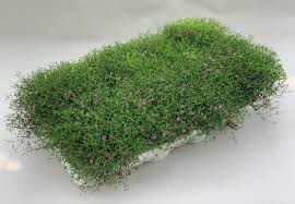 Attēlu rezultāti vaicājumam “Gypsophila muralis”